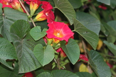 Stictocardia tiliifolia